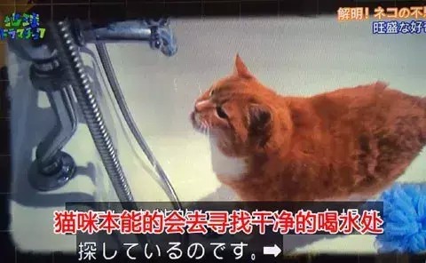 猫为什么不爱喝放在猫粮旁边的水？原来……