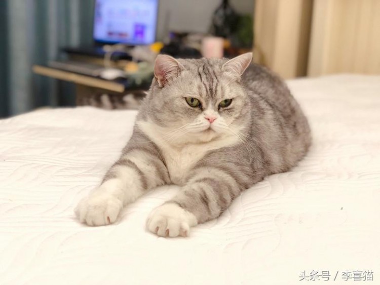 该怎么给自家猫咪挑选猫粮天然粮和商品粮到底有什么不同