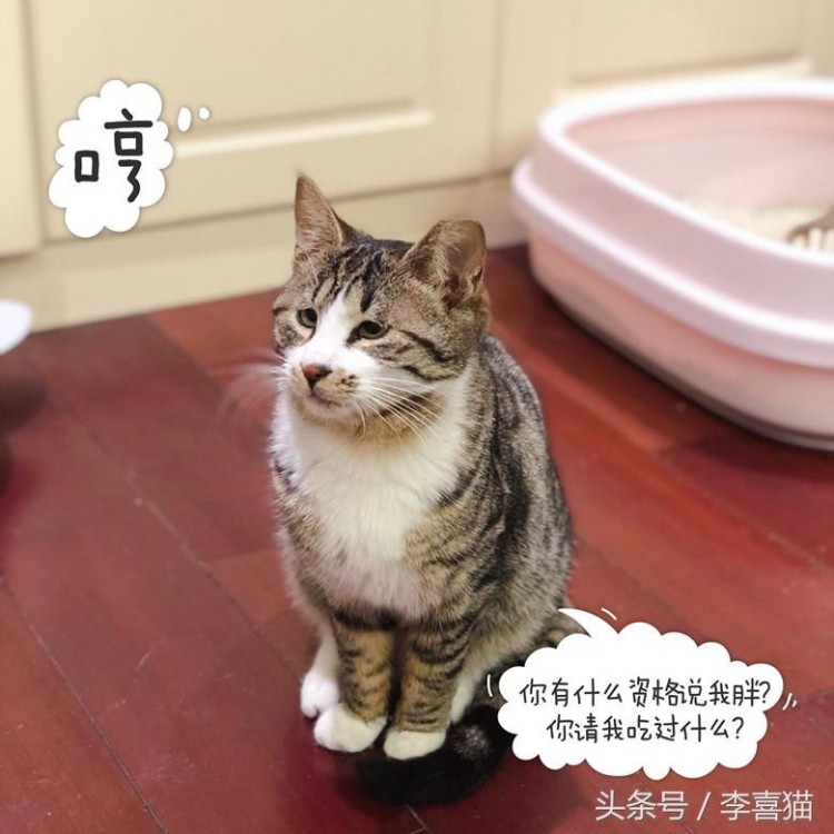 该怎么给自家猫咪挑选猫粮天然粮和商品粮到底有什么不同