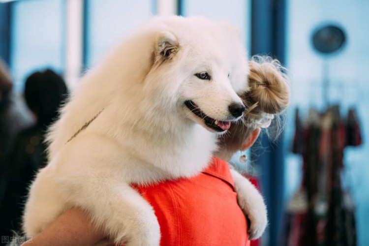 这7种狗狗就没有当警犬的天分