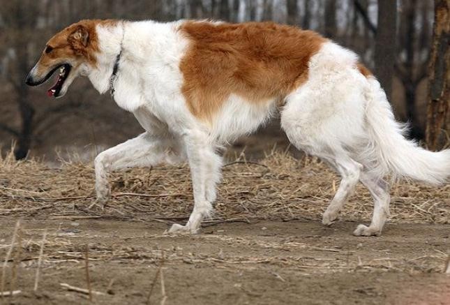 最笨的5种狗狗巴哥犬上榜第二种出门玩时能把主人认错了