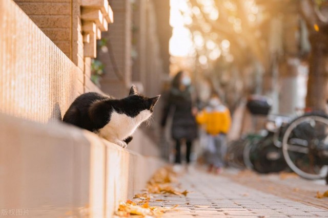 宠物猫在外流浪有多惨可以活多久