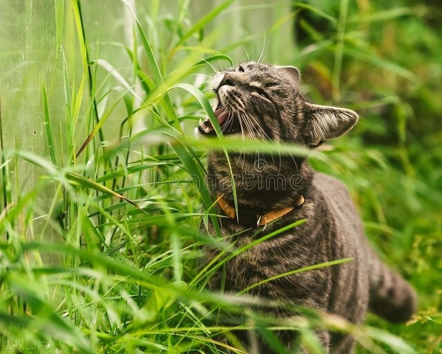 小猫居然在吃草！