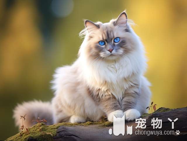 想要一只快乐的猫狗吗？来上海誉宠猫狗领养馆吧!